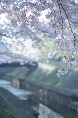 善福寺川１