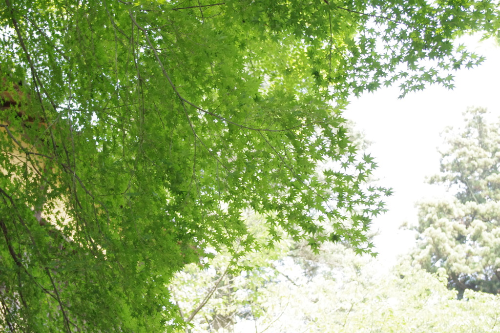 どこだったか覚えてない