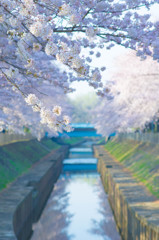 善福寺川２