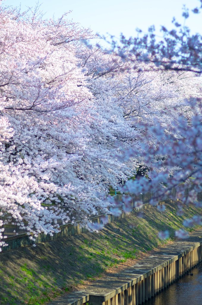 善福寺川３