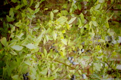 IMGP5021