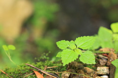 New Life