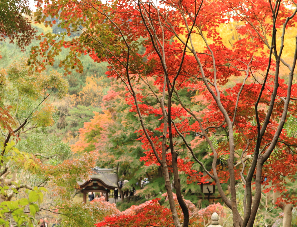 紅葉する庭