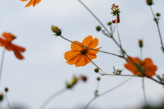 押し花のような