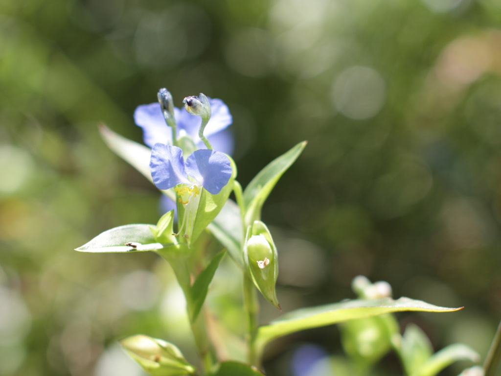 華のない花ですが