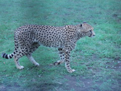 チーターと一緒に