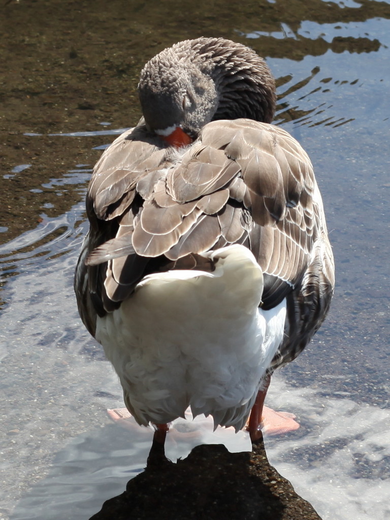 金鱗湖で寝る鳥