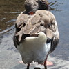 金鱗湖で寝る鳥