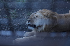 大猫眠いにゃ～