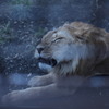 大猫眠いにゃ～