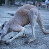 立ち合いの瞬間です