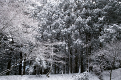 雪化粧