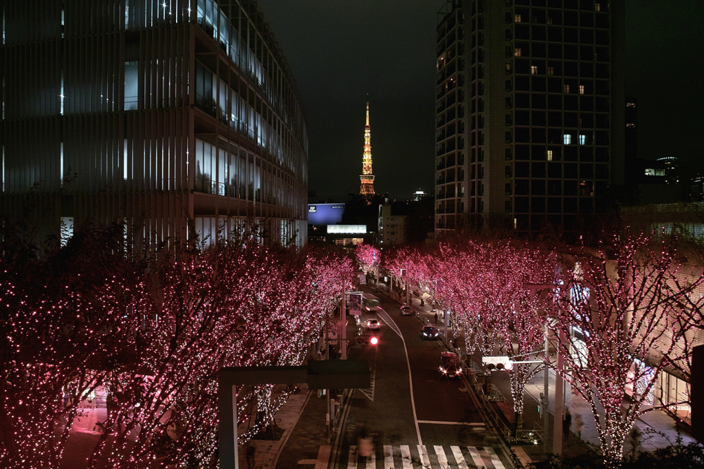 東京タワーと紅葉