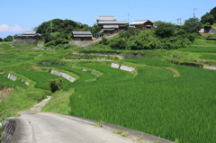 おじいちゃんちの田んぼ