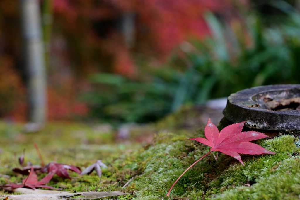 紅葉