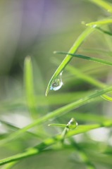 朝露の雫