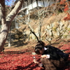 紅葉を撮る子