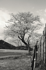 - 名も無き桜 -