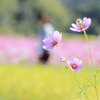 そよかぜ