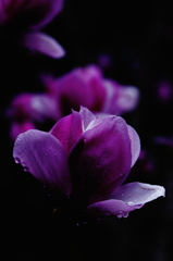 花散らしの雨