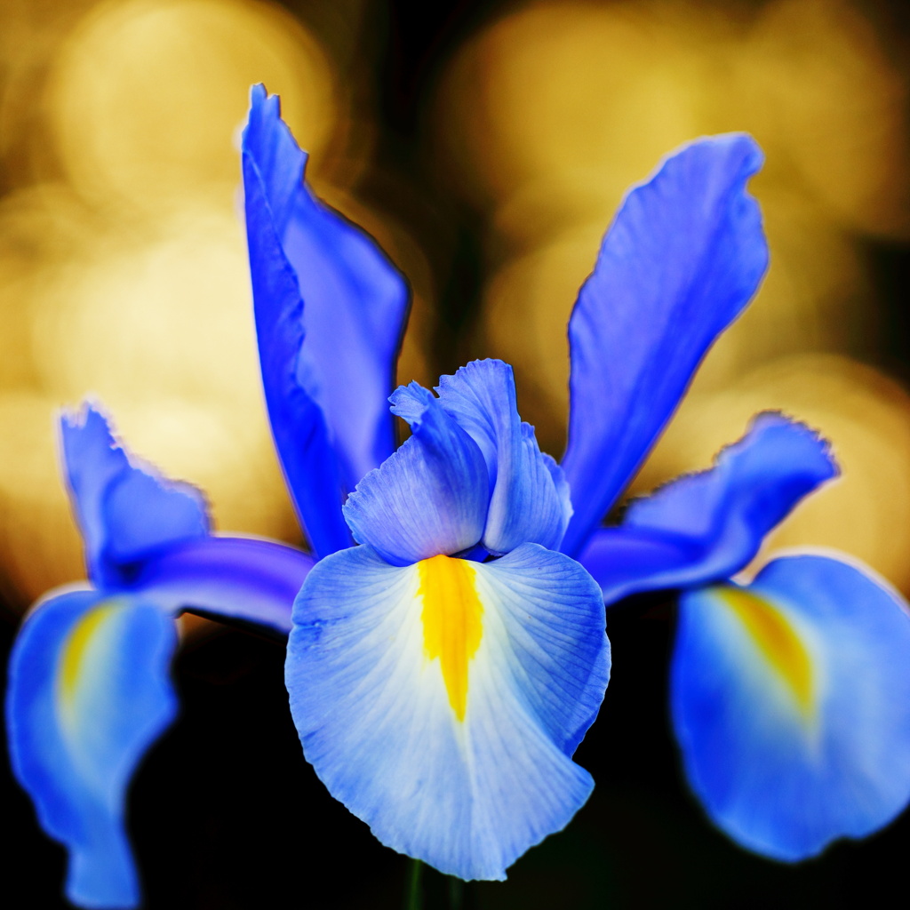 想い　Iris sanguinea