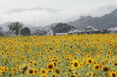 - 秋雨に咲く -