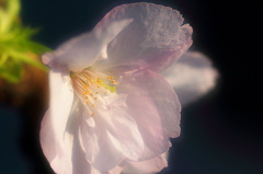 一才桜