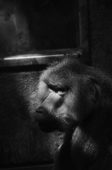 ガラスの向こうの自由1