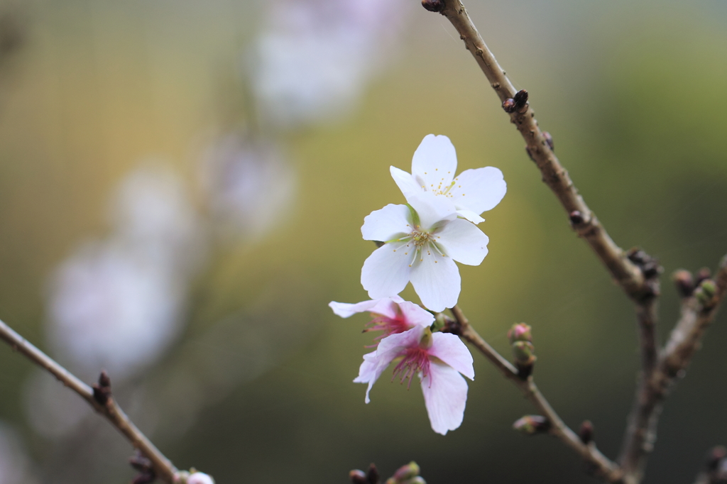 秋桜
