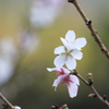 秋桜