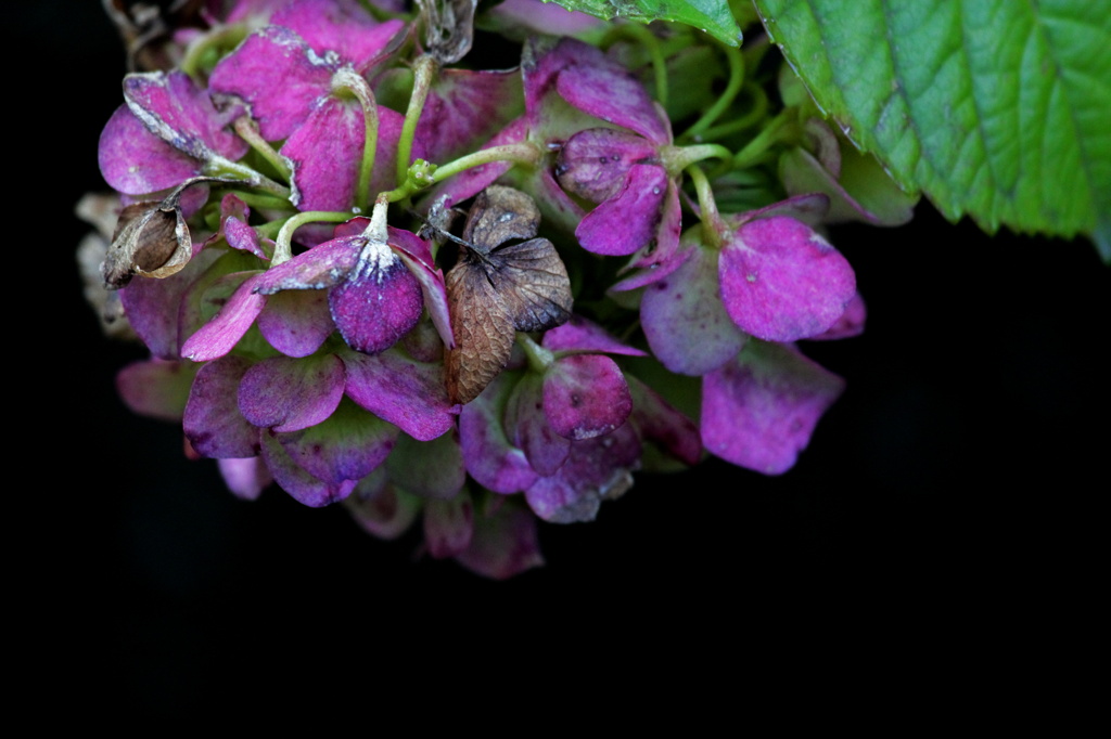- 晩秋の紫陽花 -