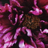 百花の王