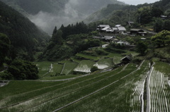 雨の棚田