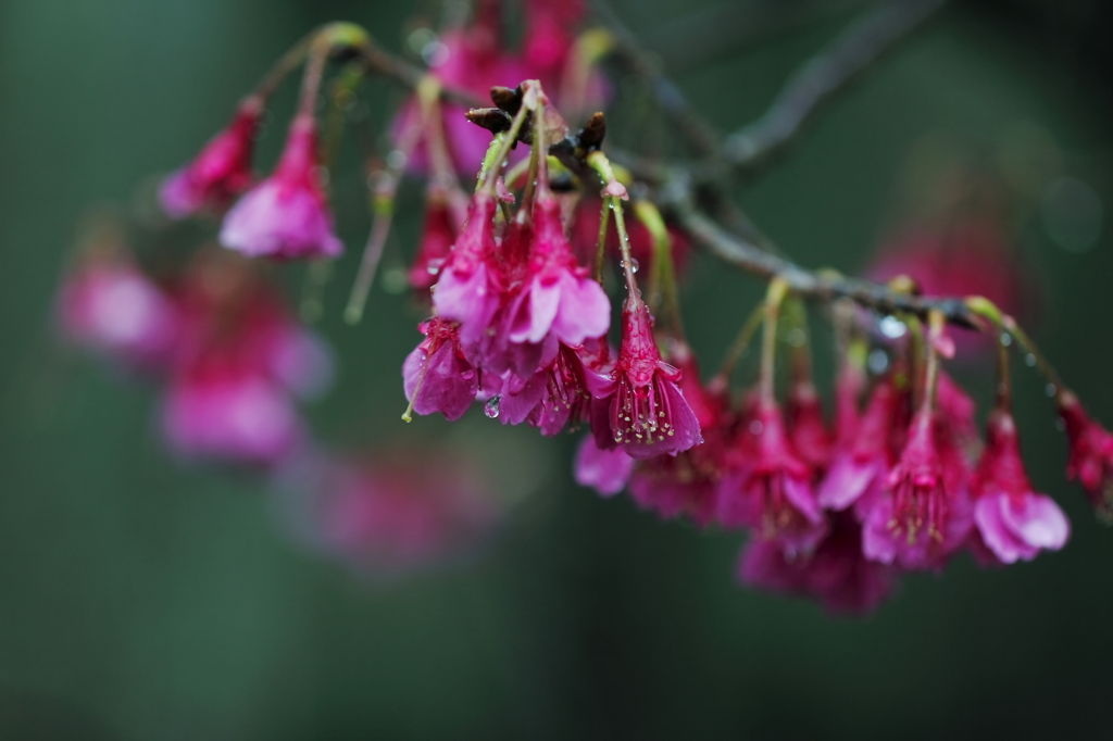 悲観桜