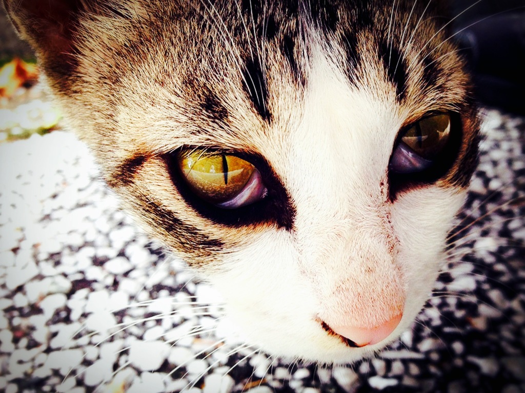 cat's-eye