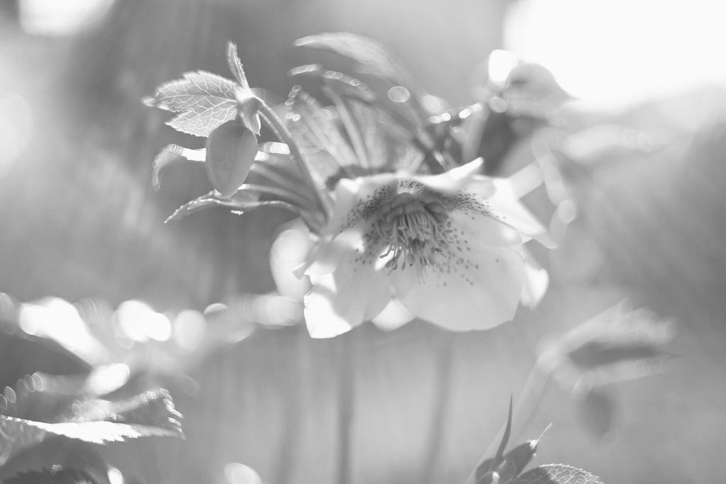 my -garden