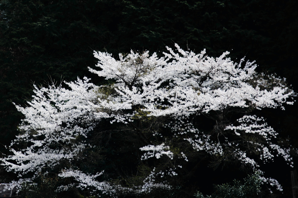 山の春