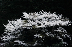 山の春