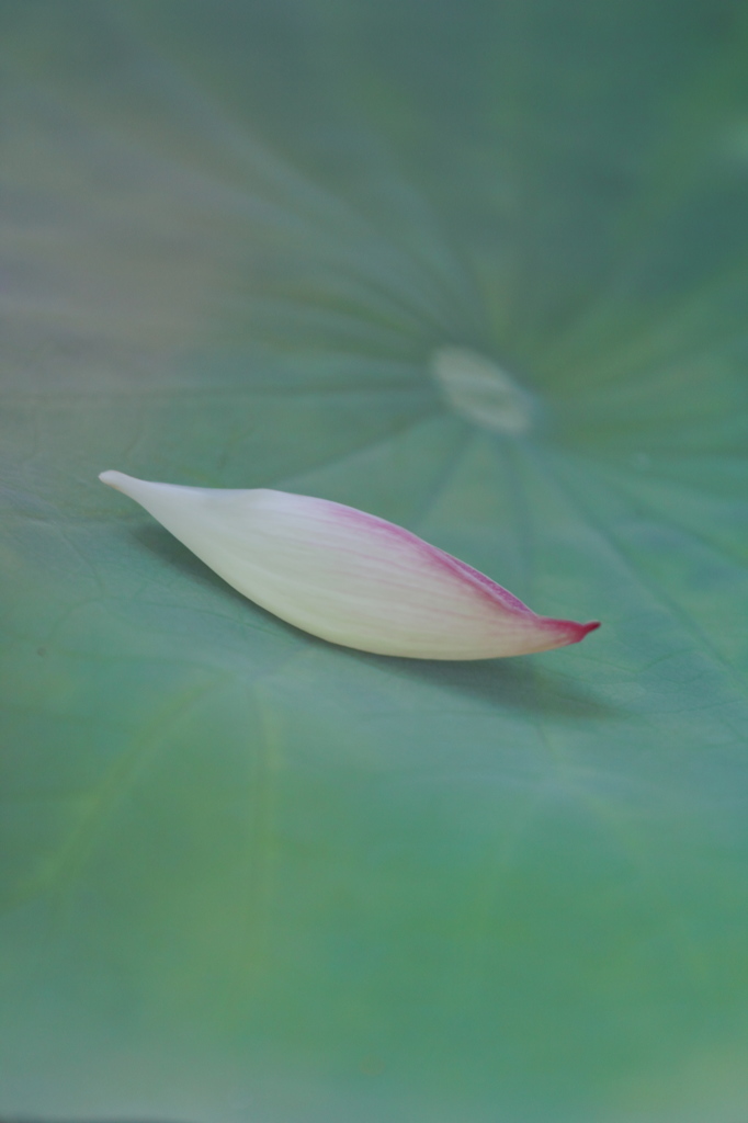 小舟に揺られて