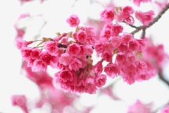 悲観桜