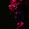 - carmine -