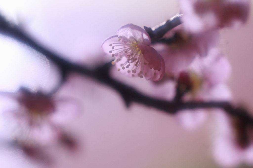 ほんのり