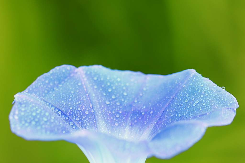 Morning glory 