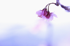 春を