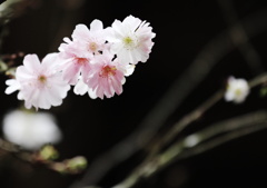 秋桜