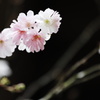 秋桜