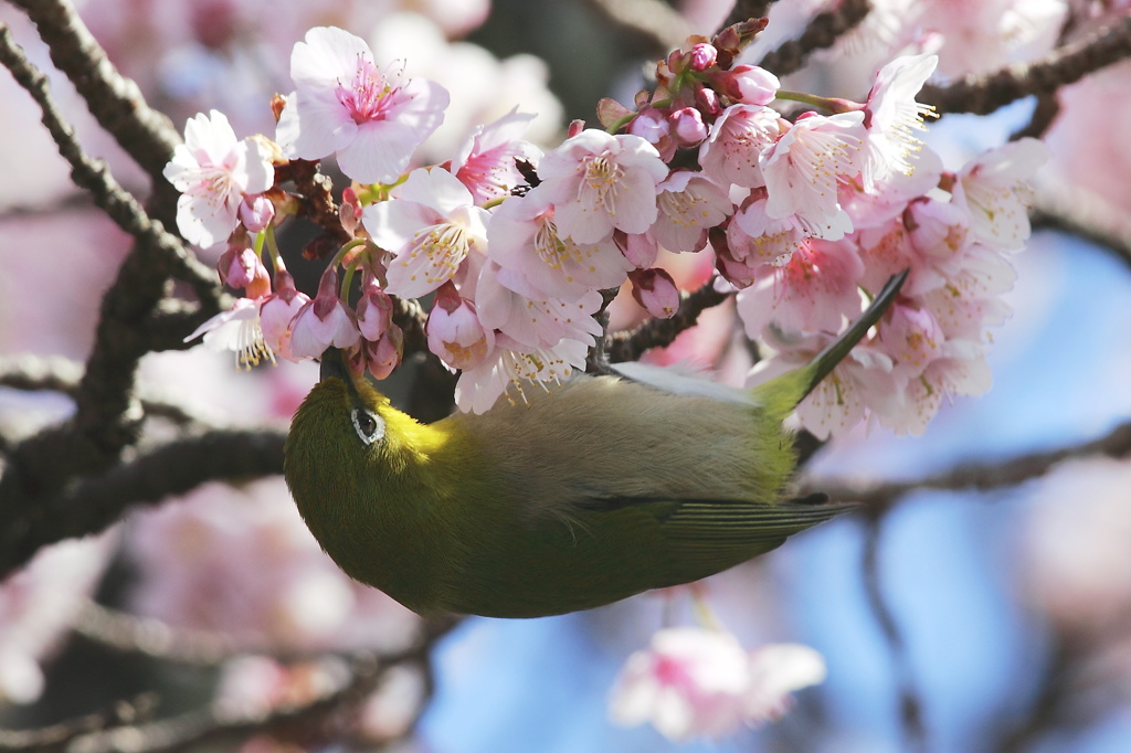 春の香りに誘われて
