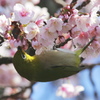 春の香りに誘われて