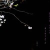 - 十月桜　国分寺 -