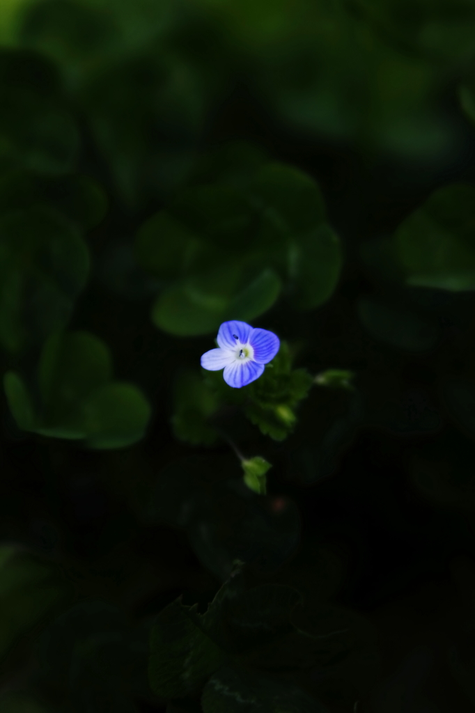 信頼